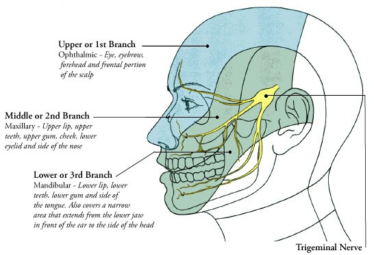 Pathology of trigeminal neuralgia - Acupuncture for Trigeminal Nеurаlgіа