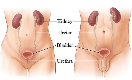 Acupuncture for urinary tract diseases