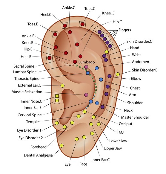 Auricular acupuncture for menstrual cramp relief