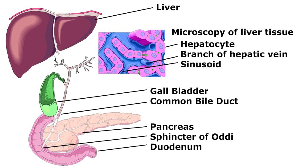 Causes of cholecystitis and billiary dyskinesia